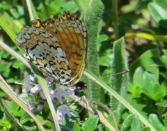 Melitaea ornata