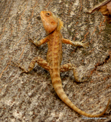 Calotes versicolor