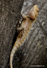Calotes versicolor