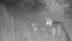 Urocyon cinereoargenteus californicus