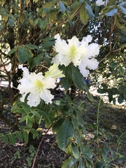 Rhododendron ludwigianum