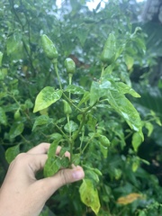 Capsicum annuum
