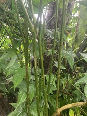 Capsicum annuum