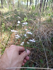 Penstemon laxiflorus