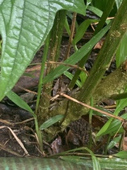 Capsicum annuum
