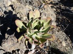 Aeonium urbicum