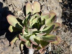 Aeonium urbicum