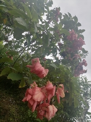 Mussaenda philippica