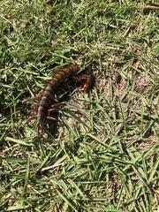 Scolopendra alternans