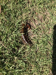 Scolopendra alternans