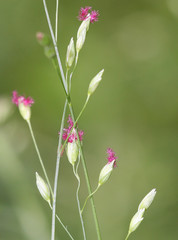 Alexfloydia repens