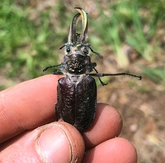 Sphaenognathus giganteus