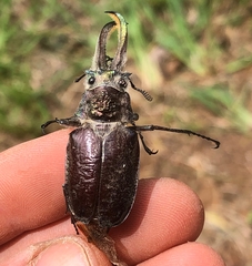 Sphaenognathus giganteus