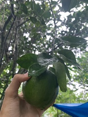 Citrus
