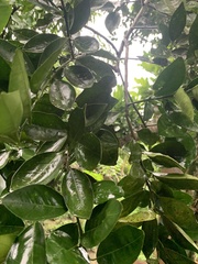 Citrus