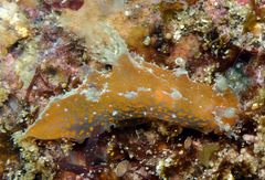 Plocamopherus pecoso