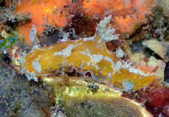 Plocamopherus pecoso