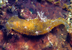 Plocamopherus pecoso