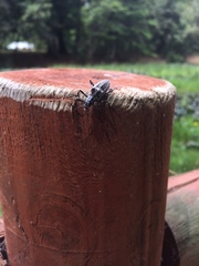 Homocyrtus dromedarius