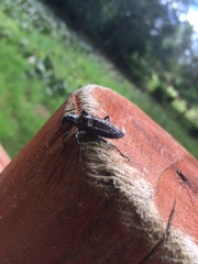 Homocyrtus dromedarius