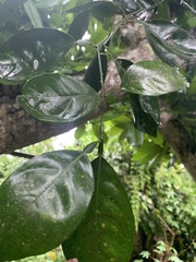 Citrus