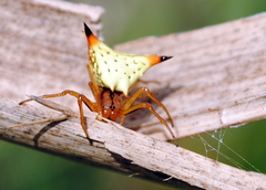 Micrathena furcata