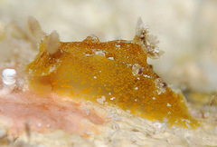 Plocamopherus pecoso