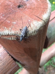 Homocyrtus dromedarius