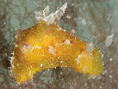 Plocamopherus pecoso