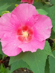 Hibiscus mutabilis