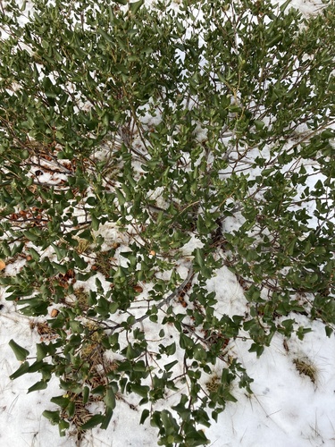 Snowbrush Ceanothus