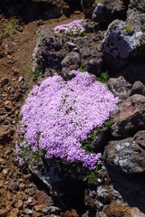 Thymus caespititius