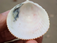 Acrosterigma cygnorum