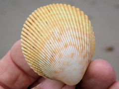 Acrosterigma cygnorum