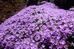 Thymus caespititius