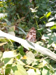 Junonia sophia sophia