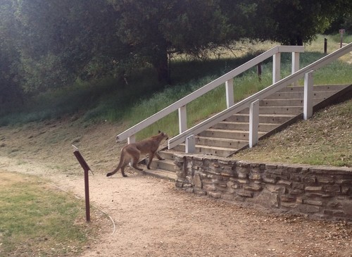 North American Mountain Lion photographed in California