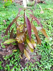 Mangifera indica image
