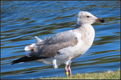 Larus occidentalis