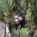 Dwarf Cypress-Pine - Photo (c) quinkin, some rights reserved (CC BY-NC)
