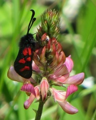 Zygaena oxytropis