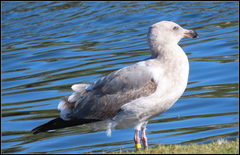 Larus occidentalis