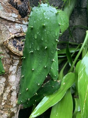 Opuntia