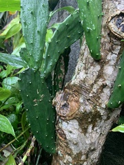 Opuntia