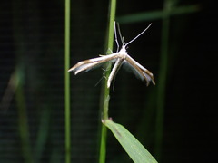 Pterophorus furcatalis