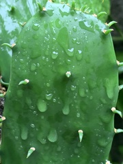 Opuntia