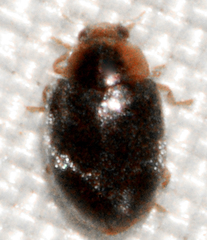 Diomus terminatus