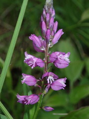 Polygala major