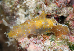 Plocamopherus pecoso