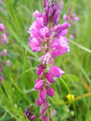 Polygala major